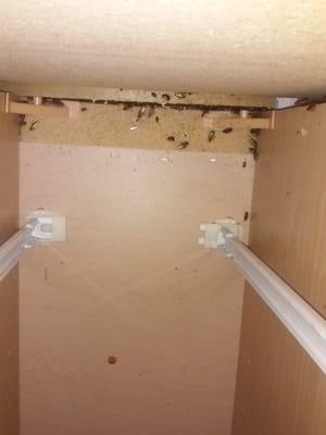 German roaches in kitchen cabinets