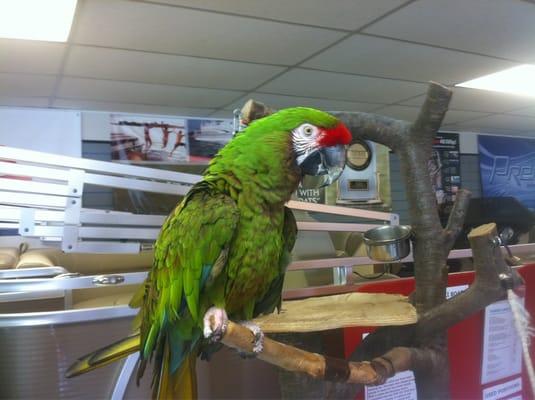 Captain.  Official mascot of the Clear Lake Marina.  O Captain!  My Captain!