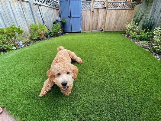 Stain & Odor Resistant Pet Turf