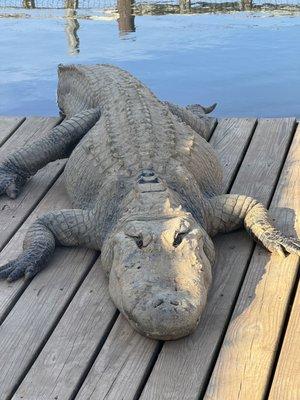 Gator