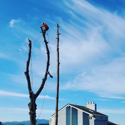 Cutting down pine trees  affected by the bark Beatle