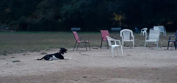 Check those chairs before you sit down. Males like to kick up their legs.