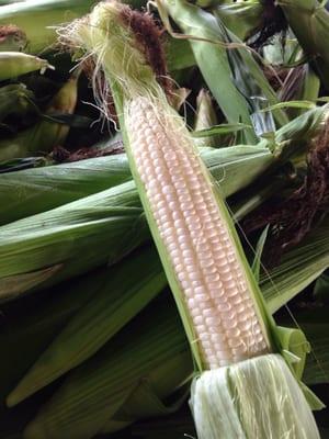 Delicious sweet white corn picked fresh daily.