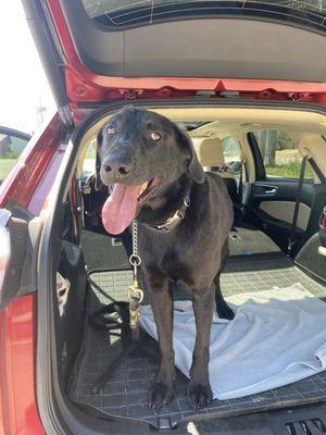 Ranger enjoying his pet taxi ride to the groomer!