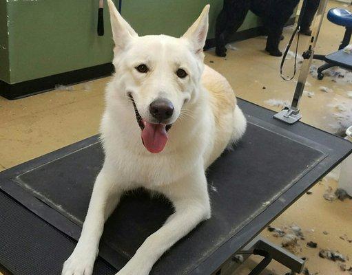 Zelda can't seem wait to get brushed  "It's my turn pretty please"