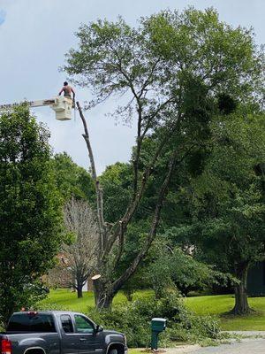 Cutter up on crane cutting limbs.