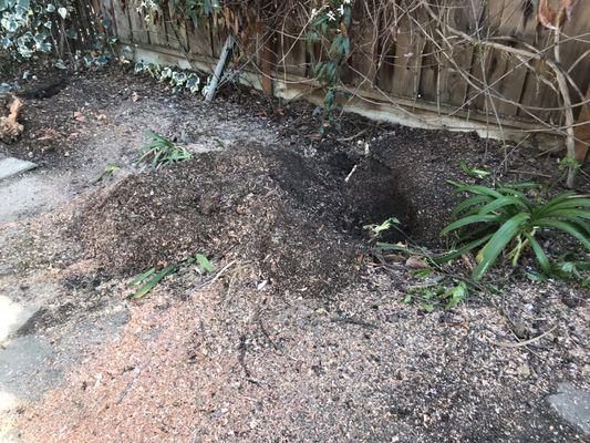 Very little remains, except for an impact crater and the fond memory of small, sticky, sour mini-plums all over the ground every summer.