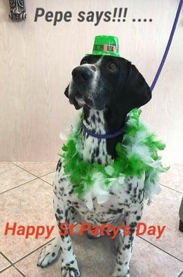 Pepe is all ready for St. Patty's Day!