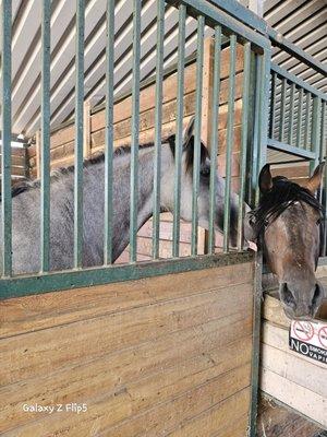 Racing horse is Grey and his friend.