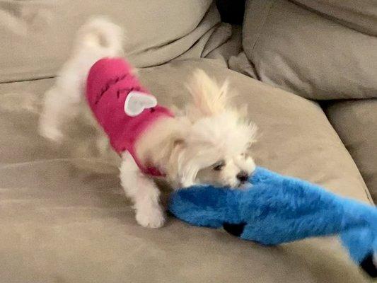 Izzy playing during a home visit