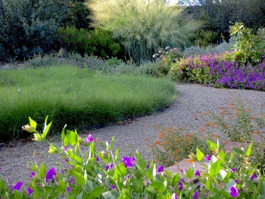 Native meadow and plants