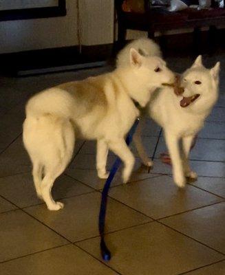 Husky dynamic duo! Sage & Naiyah!