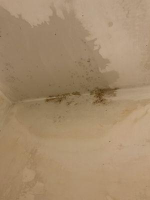 Ceiling mold