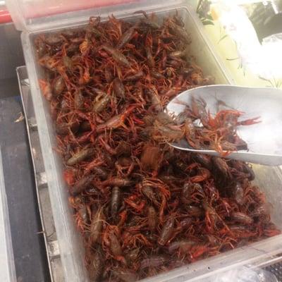 Decent crawfish. Current market price $1.99/lb