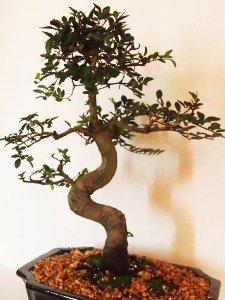 Best Bonsai