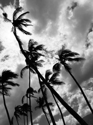 Looking up at the Pam trees.