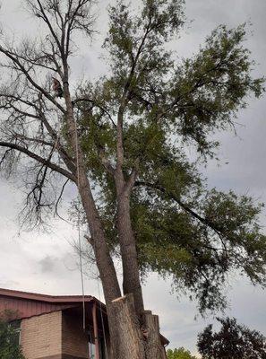 Half the tree died so half a tree removal