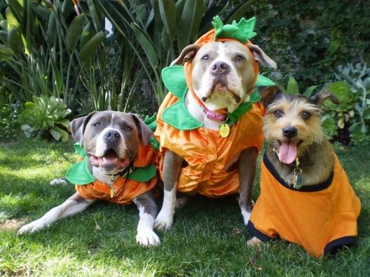 Tyler, Daisy Mae & their friend, Rocket.