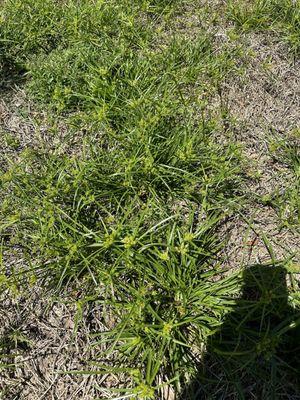 Thorny weeds that are apparently impossible for them to kill.