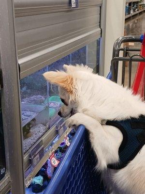 The birthday boy seeing fish for the first time.