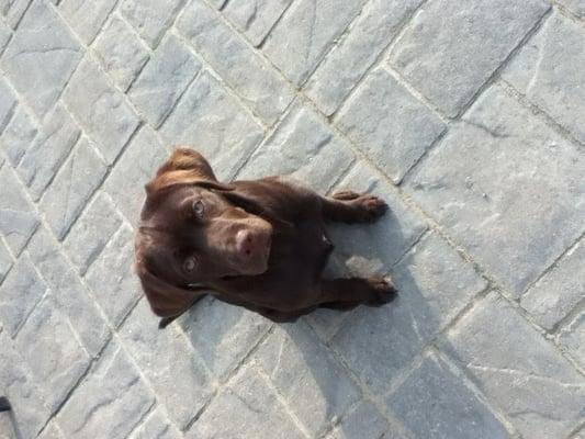 Lila the chocolate lab loves barkefellers!