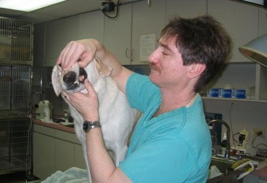 Dental care is important at West Kendall Animal Hospital