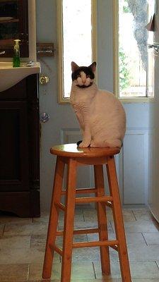 Winkie, the shop cat sitting pretty.