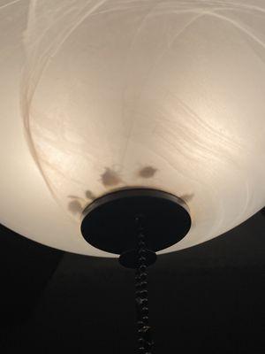 Stinkbugs (?) in the main area light. Some were still alive and buzzing.