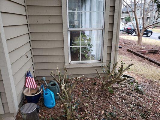 Hacked down security bushes in front of window.  They were supposed to prune