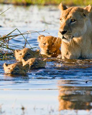 Lioness with cubs in Okavango Delta, Botswana