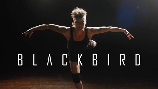 Blackbird bird logo