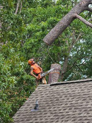 Have you ever seen a pine tree go up after being cut? We know how to make them fly