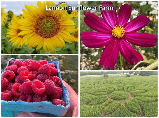 U-Pick Sunflowers, Raspberries and Maze