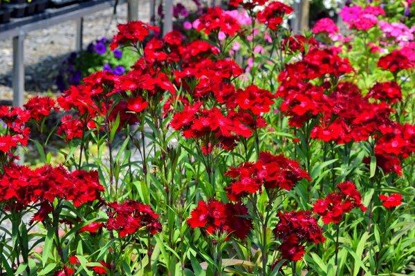 Dianthus is a great cool season annual.