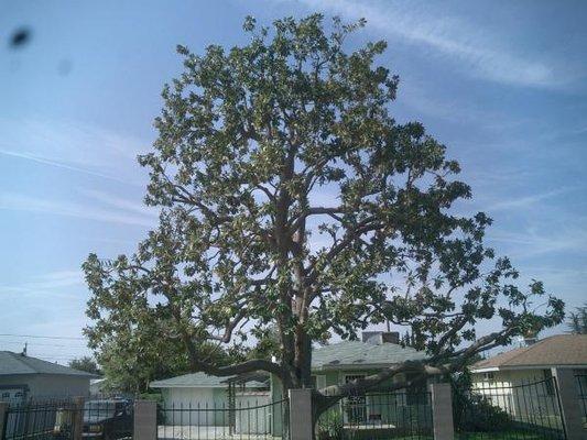 Very Old Magnolia tree trimmed BakersfieldTreeService.com