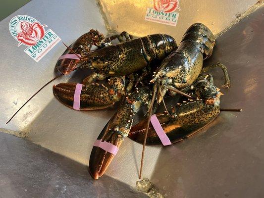 Lobsters picked out