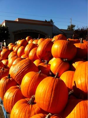 The biggest selection of pumpkins