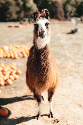 Llama