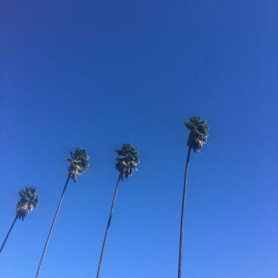 The neighborhood palm trees right opposite your new home.