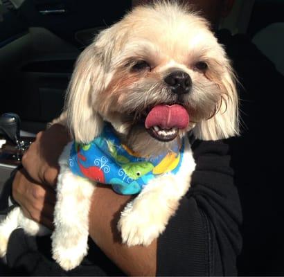 Happy shihtzu all nice and groomed.