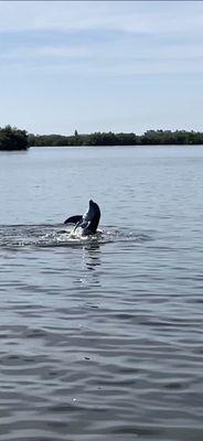 An amazing dolphin show