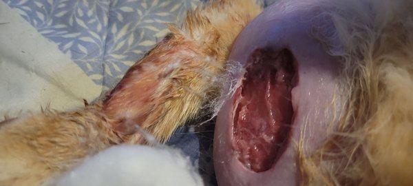 This is what happens when my cat licks a small womb. Thank you doctor.