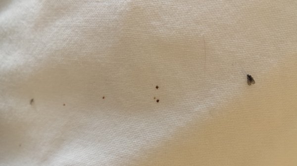 Dead flies on the pillowcase.