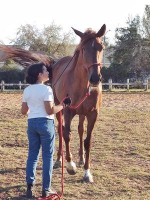 Natural Horsemanship desensitization