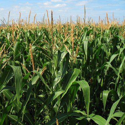 Crop nutrition, crop protection and specialty products