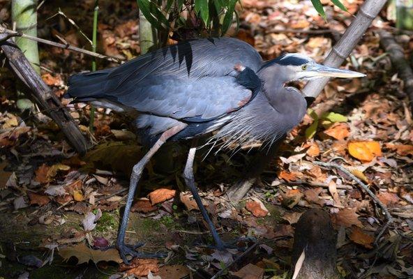 The Blue Heron hard at it!  Hunting for lunch!