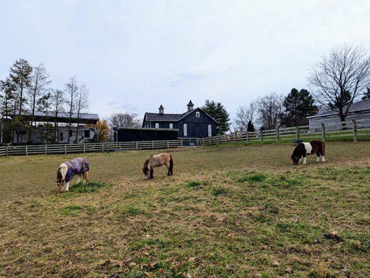 Ponies near the main driveway.