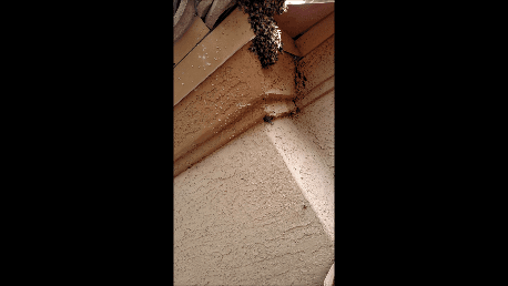 Bee Hive newly forming.  If you notice a ball of bees call us for service.