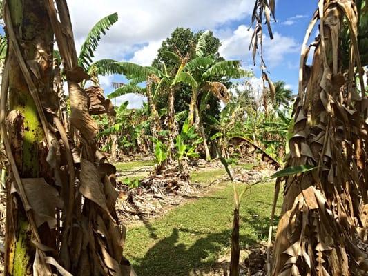 BaNaNa Tree Farm!