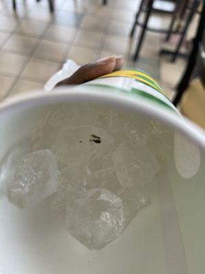 A bug frozen in my ice